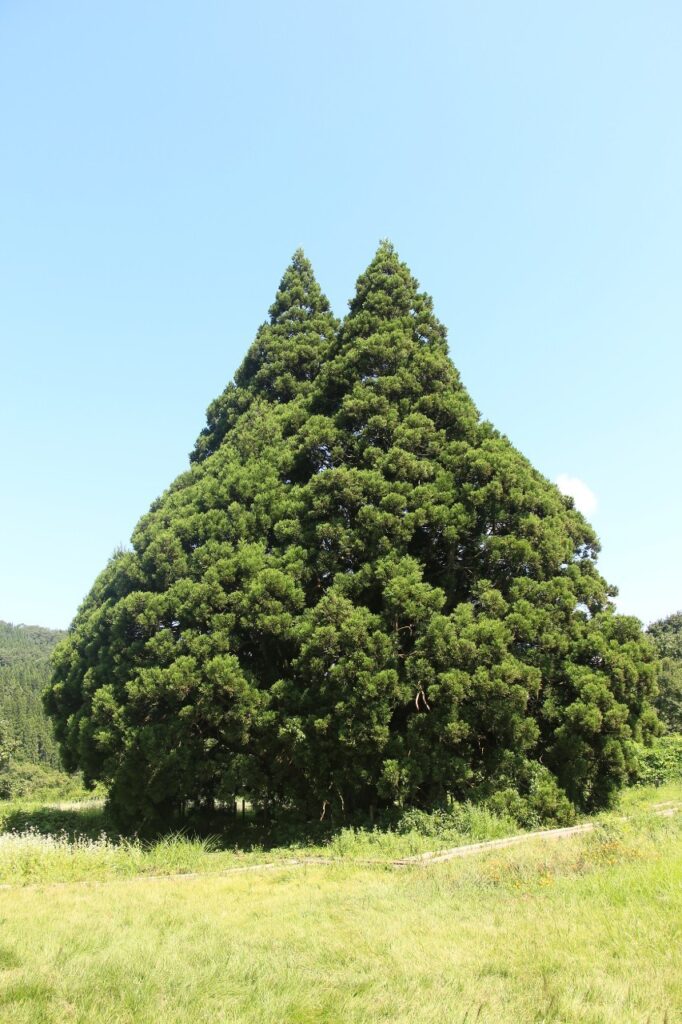 トトロの木　小杉の大杉