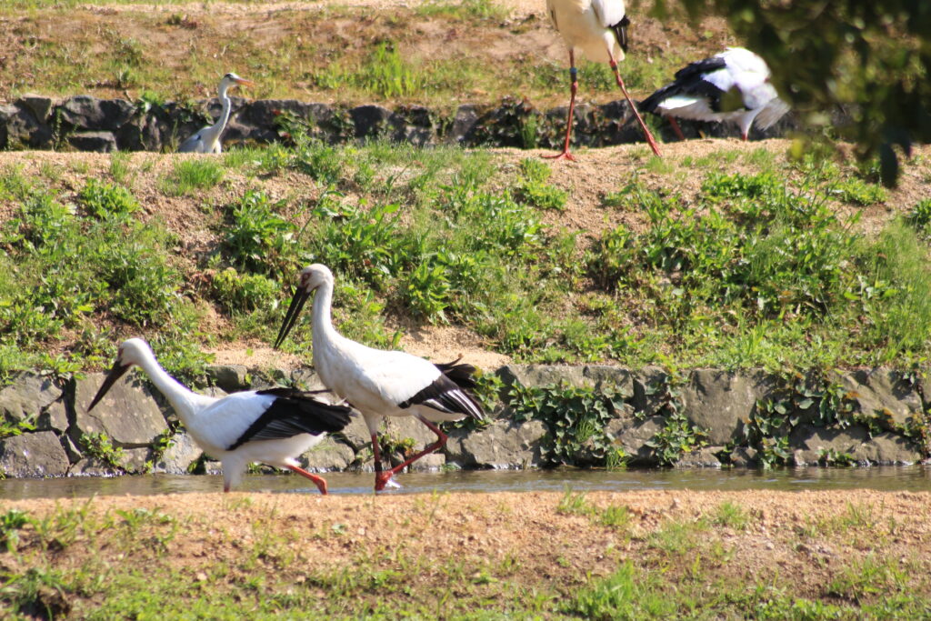 コウノトリ
コウノトリ郷公園