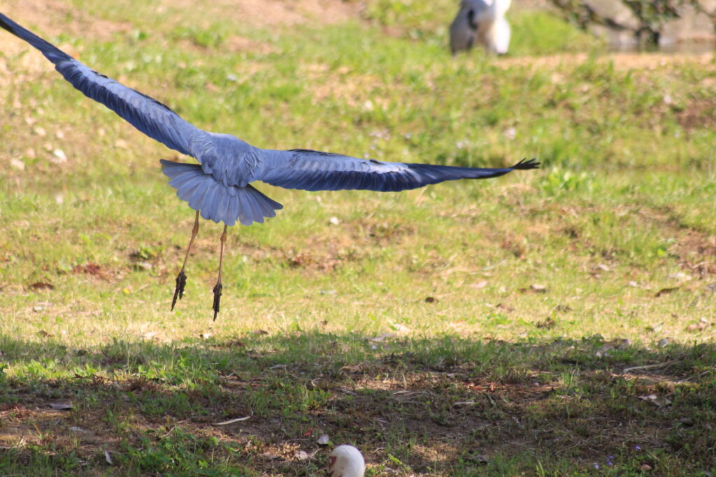 コウノトリ